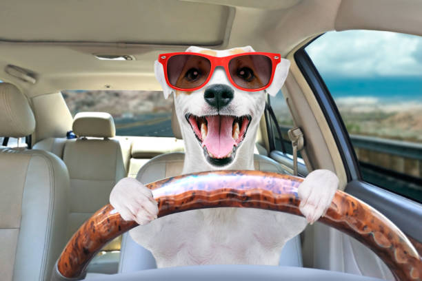 Portrait+of+a+funny+dog+Jack+Russell+Terrier+in+sunglasses+behind+the+wheel+of+a+car
