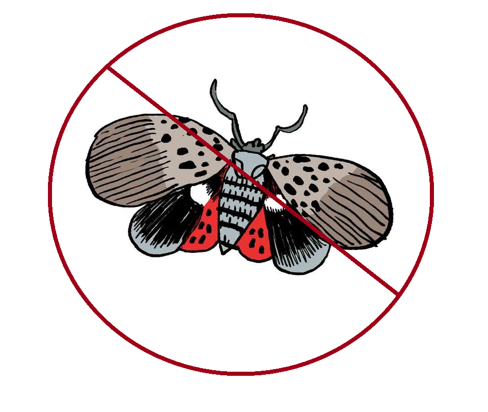 Spotted Lanternflies Invade Valley
